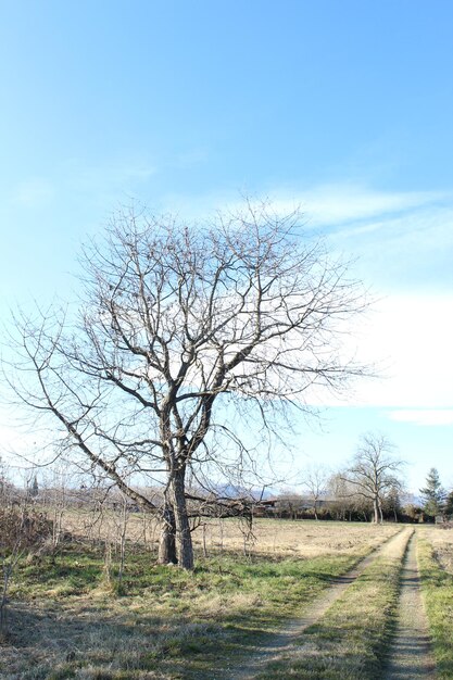 Photo bare tree on field against blue sky