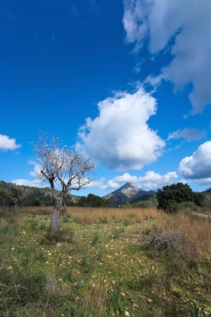 Bare tree on field against blue sky