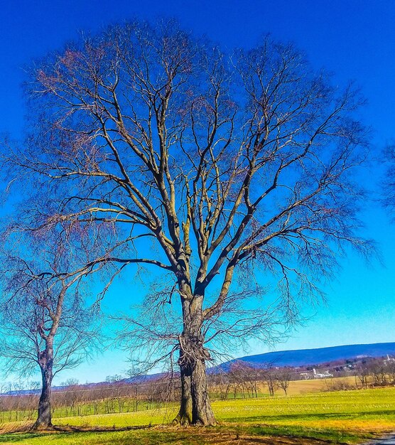 Bare tree on field against blue sky