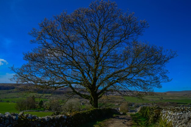 Bare tree on field against blue sky