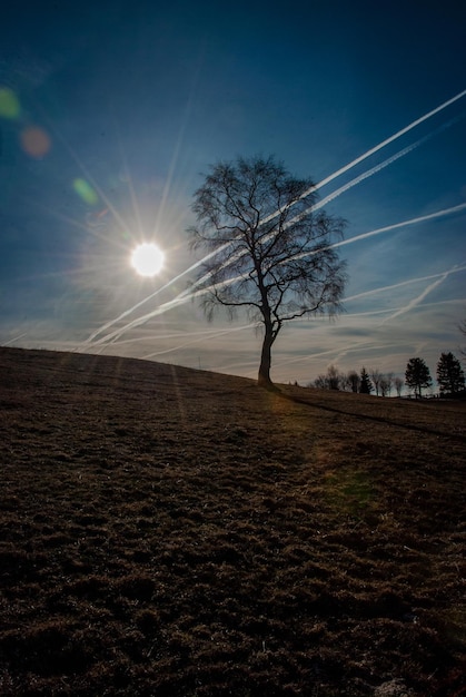 Foto albero nudo sul campo contro il sole brillante