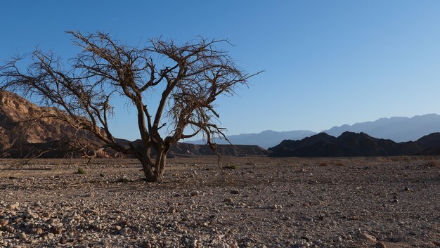 Bare tree on field against clear blue sky