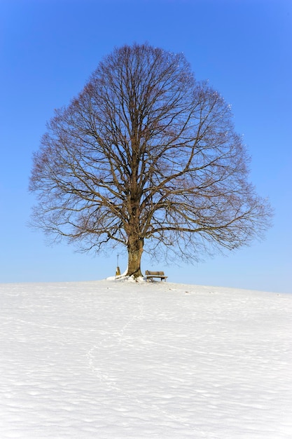 Bare tree on field against clear sky