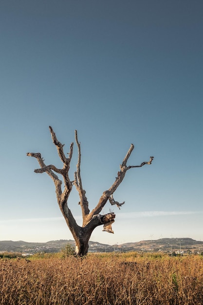 Photo bare tree on field against clear sky