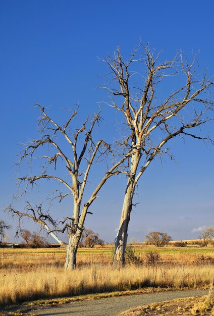 Bare tree on field against clear sky