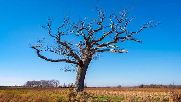 Bare tree on field against clear sky