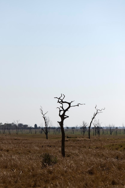 Bare tree on field against clear sky