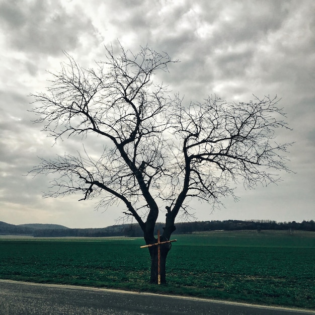 Bare tree on field against cloudy sky