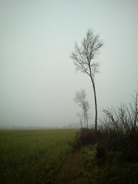 Foto albero nudo sul campo contro il cielo vuoto