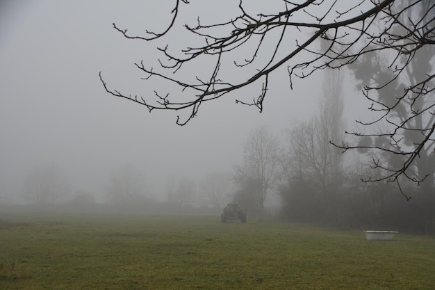 Photo bare tree on field against sky during foggy weather