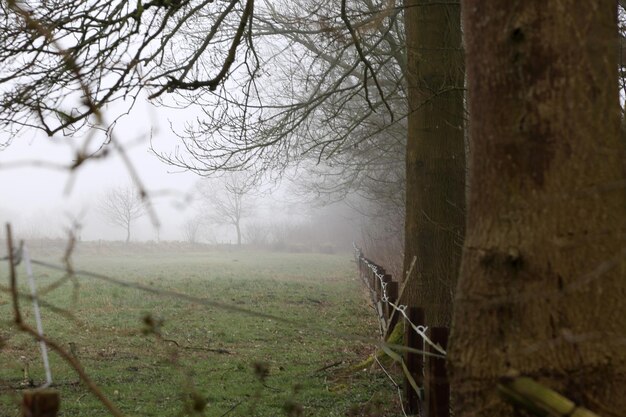 Bare tree on field against sky during winter