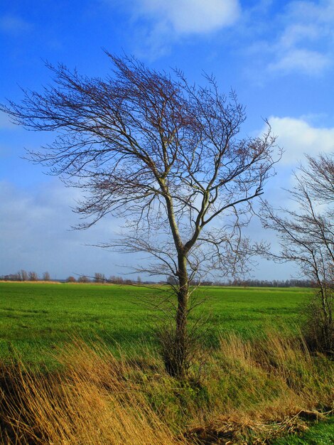 Bare tree on field against sky