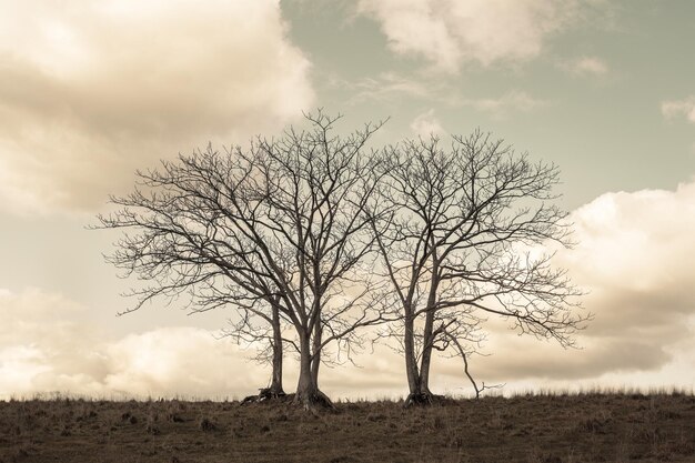 Photo bare tree on field against sky