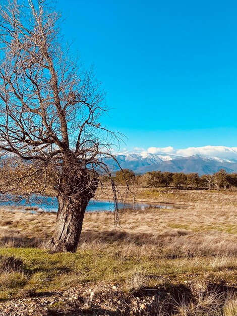 Bare tree on field against sky