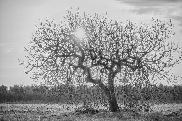 Bare tree on field against sky