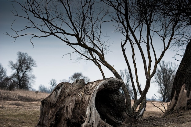 Bare tree on field against sky