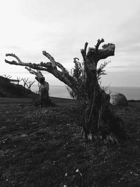 Photo bare tree on field against sky