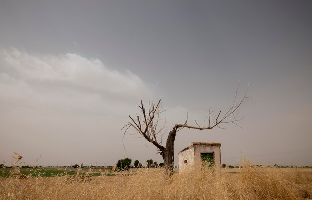 Bare tree on field against sky