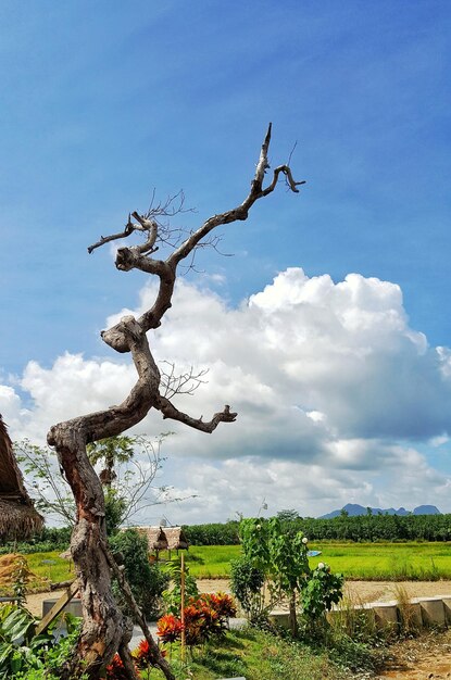 Bare tree on field against sky