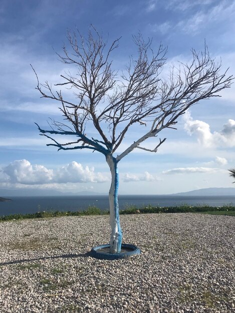 空に向かって野原の裸の木