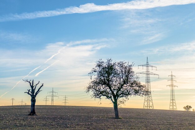 Bare tree on field against sky