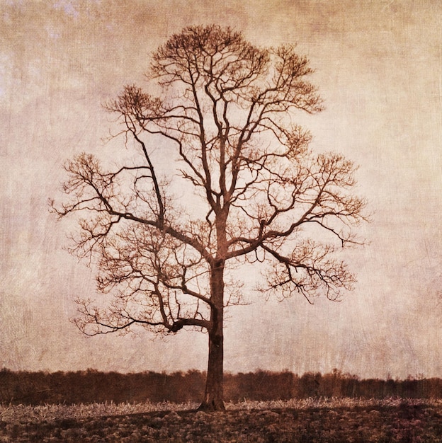 bare tree on field against sky