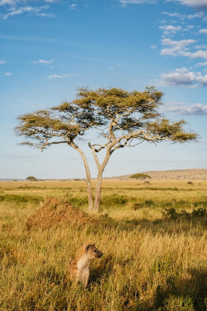 Photo bare tree on field against sky