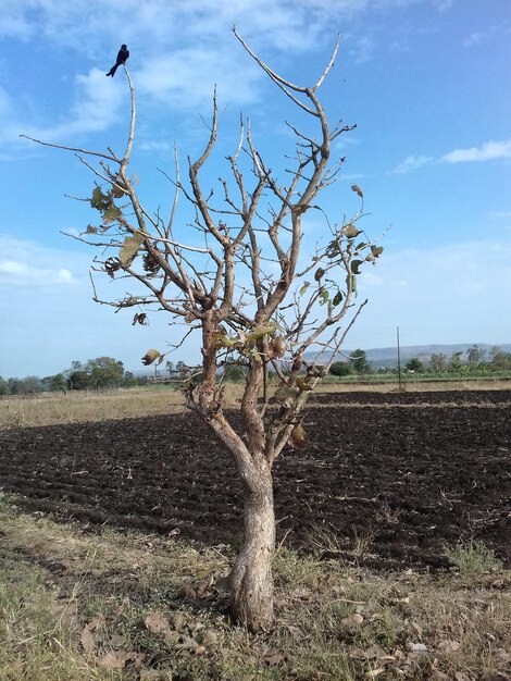 Bare tree on field against sky