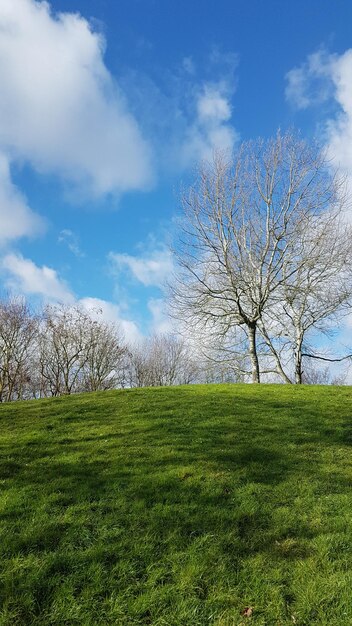 Bare tree on field against sky