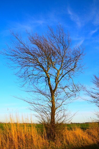 Bare tree on field against sky