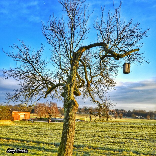 Bare tree on field against sky