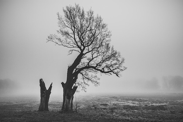 Bare tree on field against sky