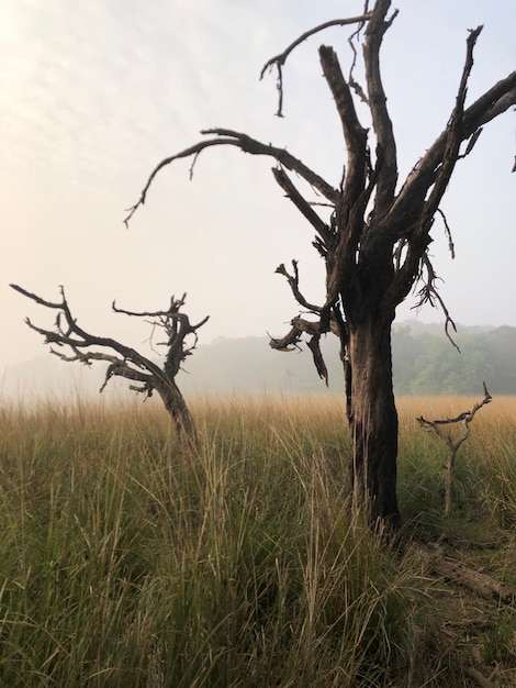 Albero nudo sul campo contro il cielo