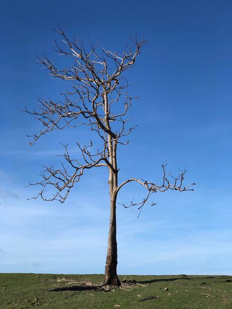 Photo bare tree on field against sky