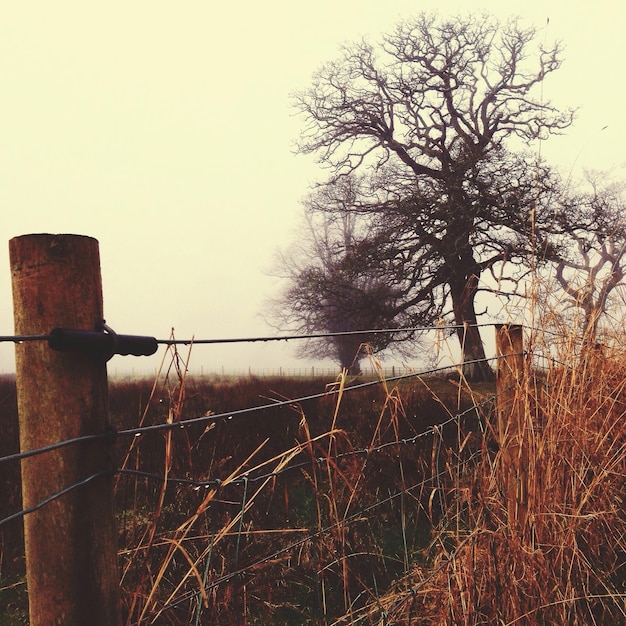 Photo bare tree in field