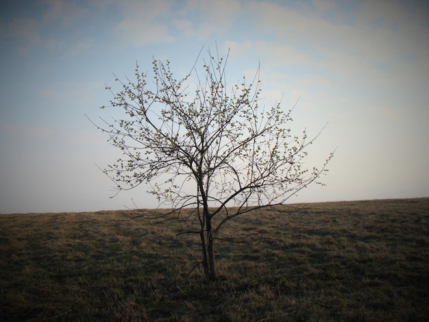 Albero nudo sul campo