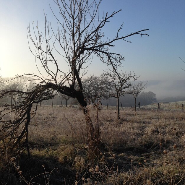 Bare tree on grassy field