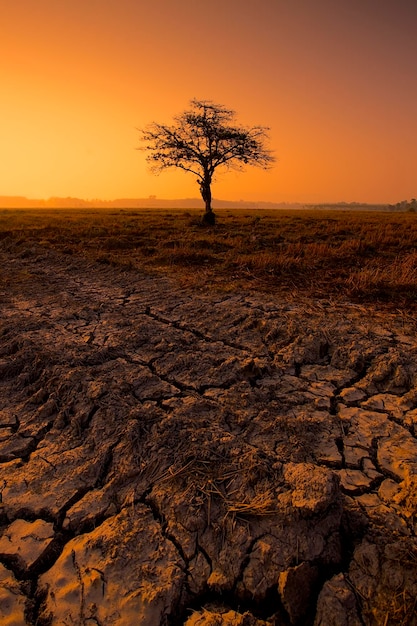 bare tree on ground against sky during sunset
