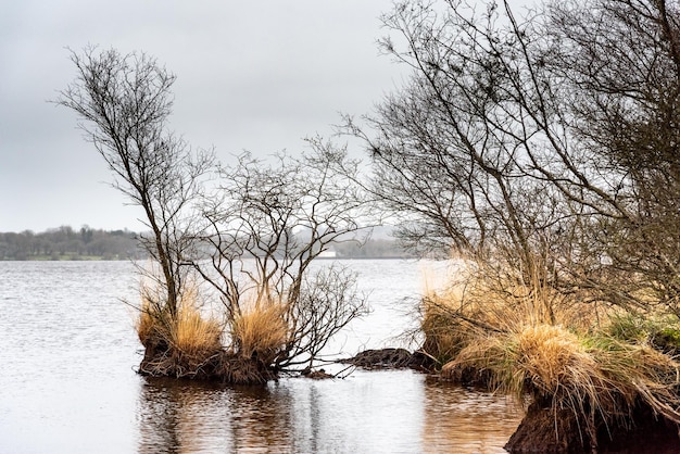 Голое дерево растет на торфяном острове. Зимний вид на берег озера Бреннилис в Бретани.