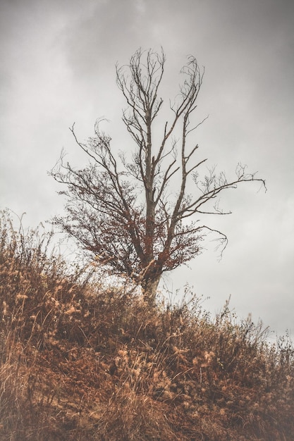 Bare tree on hill in autumn landscape photo