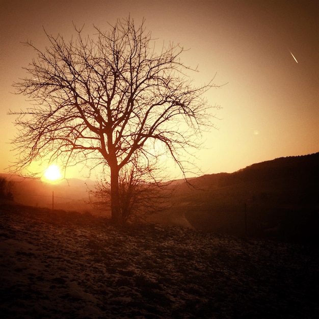 Bare tree on hill during sunset