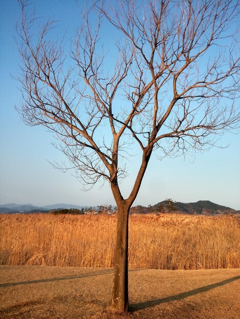 Foto albero nudo sul paesaggio contro un cielo limpido