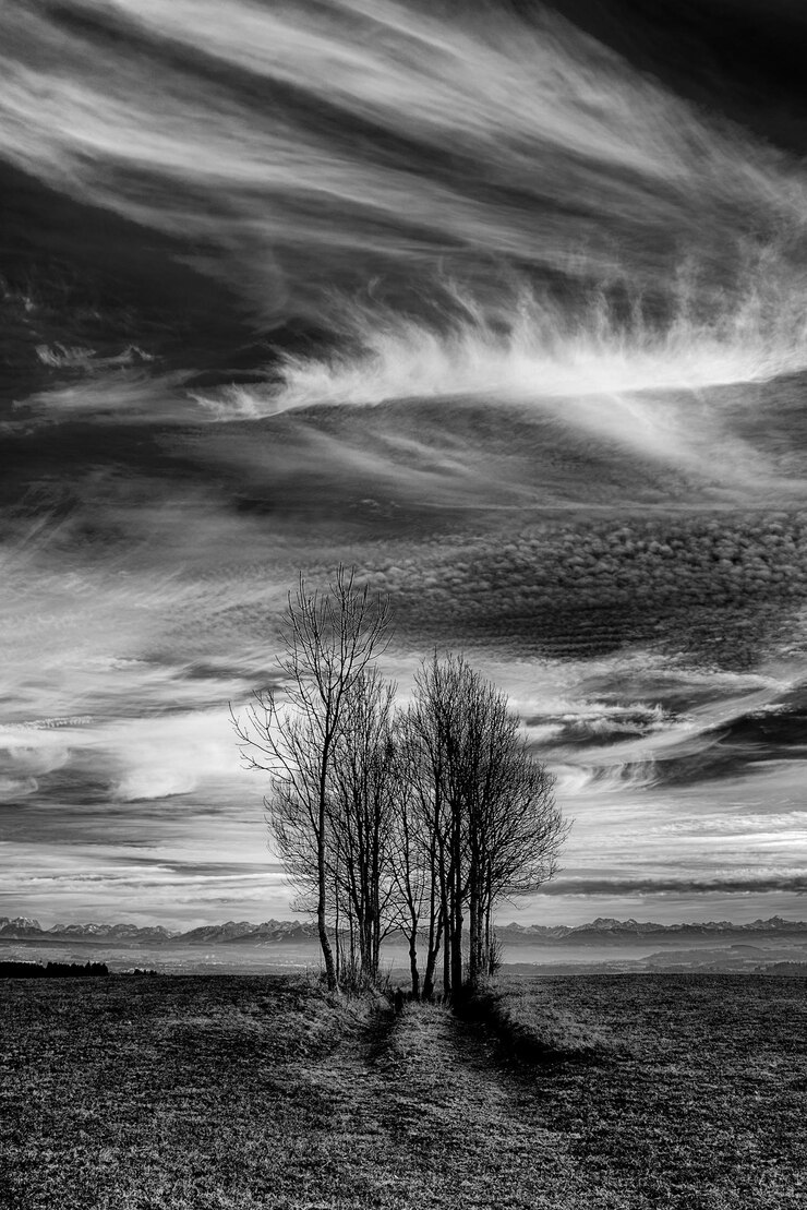 Photo 空に照らされた風景の裸の木