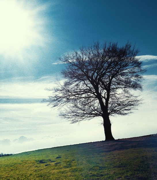 Foto albero nudo sul paesaggio contro il cielo