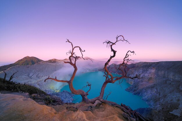 Bare tree on mountain against purple sky