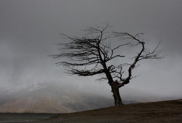 Bare tree on mountain against sky during foggy weather