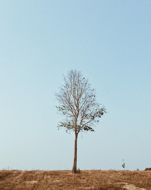 Фото Голое дерево на поле на фоне ясного неба