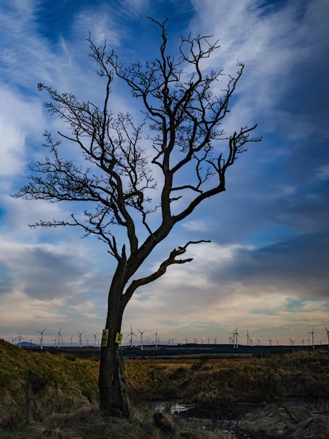 写真 空に照らされた野原の裸の木