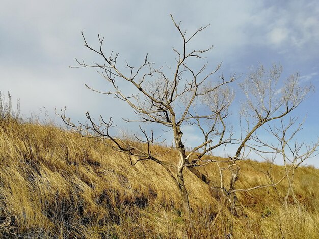 写真 空に向かって野原の裸の木