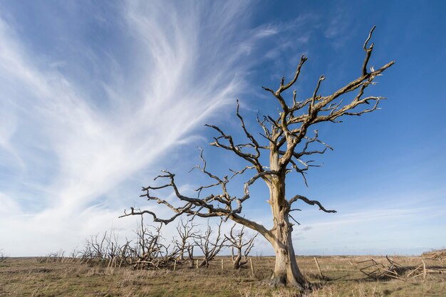 写真 空に向かって野原の裸の木